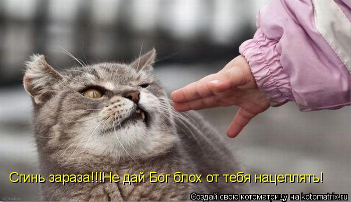Сгинь зараза!!!Не дай Бог блох от тебя нацеплять!... Котоматрица: Сгинь зараза!!!Не дай Бог блох от тебя нацеплять!