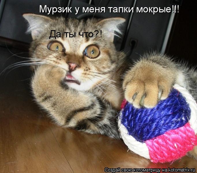 Мурзик у меня тапки мокрые!!! Да ты что?!... Котоматрица: Мурзик у меня тапки мокрые!!! Да ты что?!