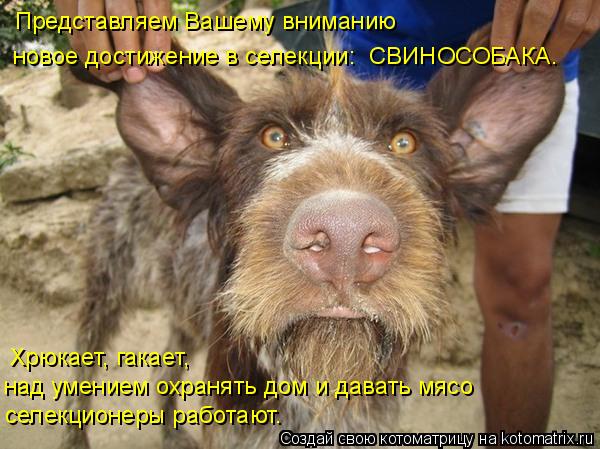 Представляем Вашему вниманию новое достижение в селекции: СВИНОСОБАКА. селекционеры работают. Хрюкае... Котоматрица: Представляем Вашему вниманию новое достижение в селекции: СВИНОСОБАКА. селекционеры работают. Хрюкает, гакает, над умением охранять дом и