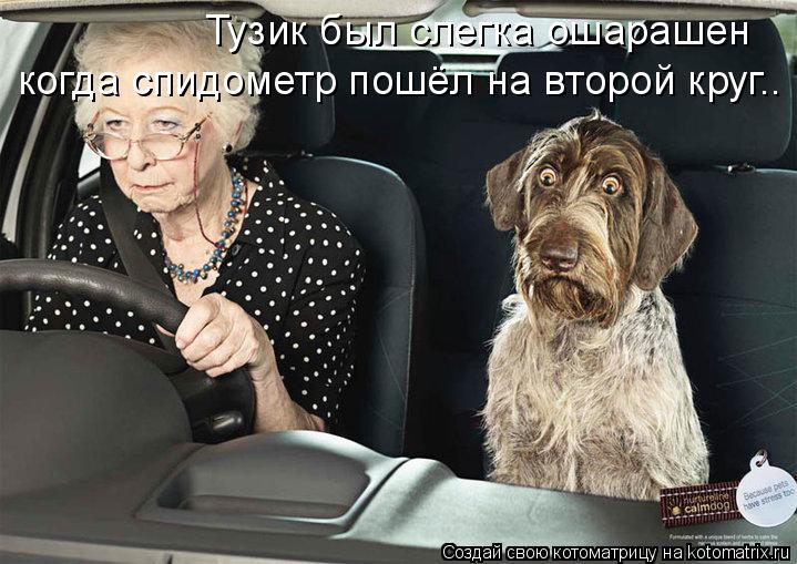 Котоматрица: Тузик был слегка ошарашен когда спидометр пошёл на второй круг..