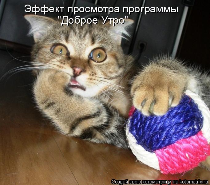 Эффект просмотра программы "Доброе Утро"... Котоматрица: Эффект просмотра программы "Доброе Утро"