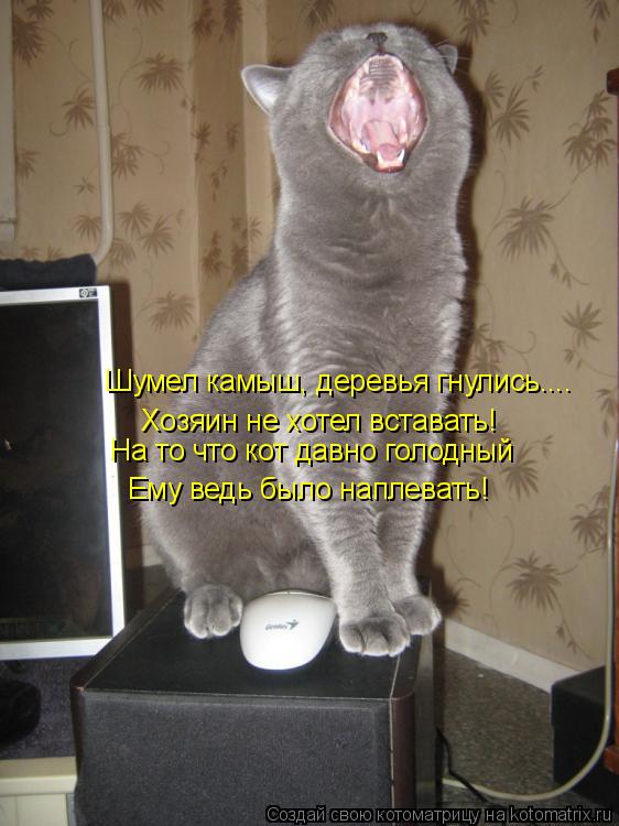 Шумел камыш, деревья гнулись.... Хозяин не хотел вставать! На то что кот давно голодный Ему ведь было... Котоматрица: Шумел камыш, деревья гнулись.... Хозяин не хотел вставать! На то что кот давно голодный Ему ведь было наплевать!
