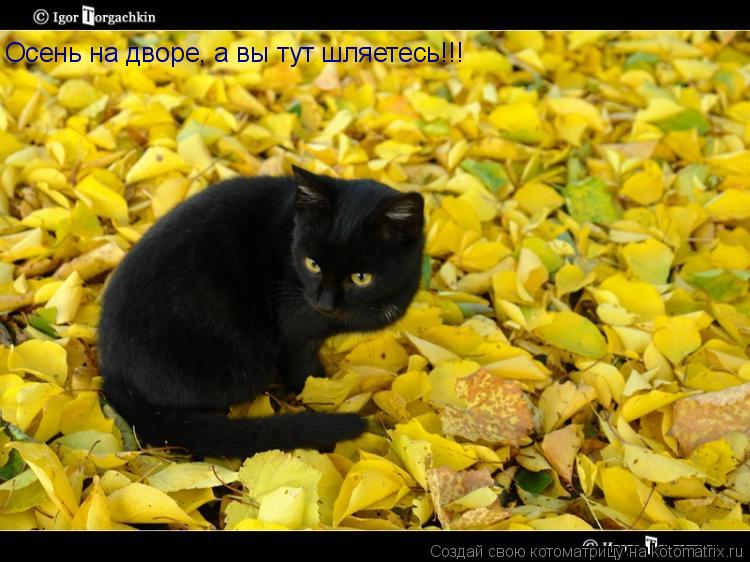 Осень на дворе, а вы тут шляетесь!!!... Котоматрица: Осень на дворе, а вы тут шляетесь!!!
