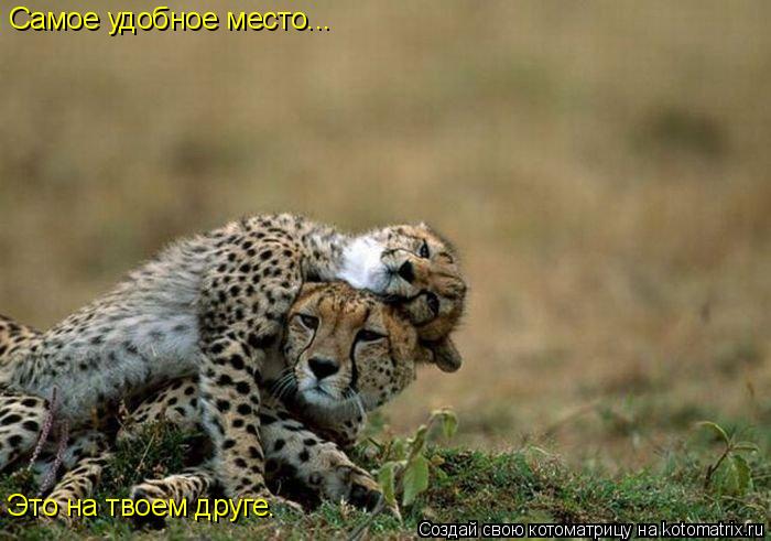 Самое удобное место... Это на твоем друге.... Котоматрица: Самое удобное место... Это на твоем друге.