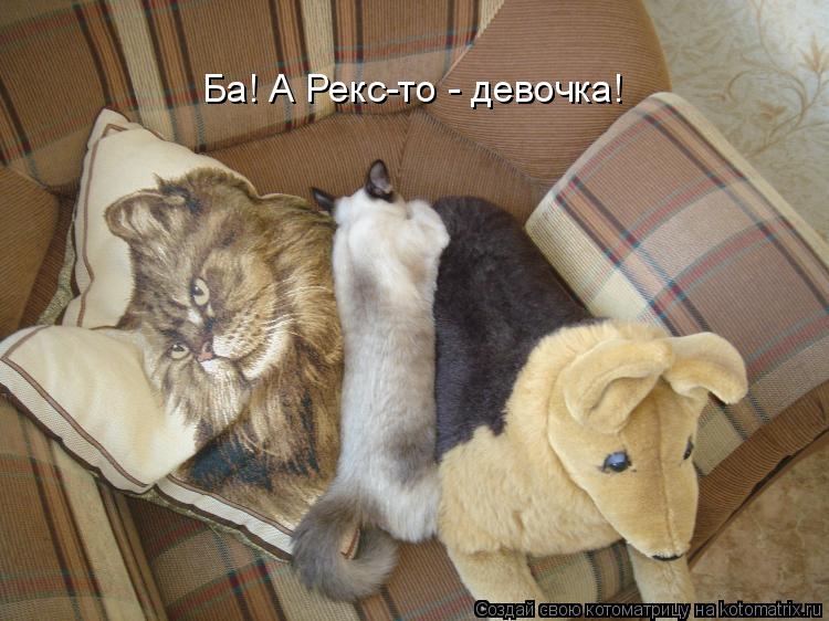 Ба! А Рекс-то - девочка!... Котоматрица: Ба! А Рекс-то - девочка!