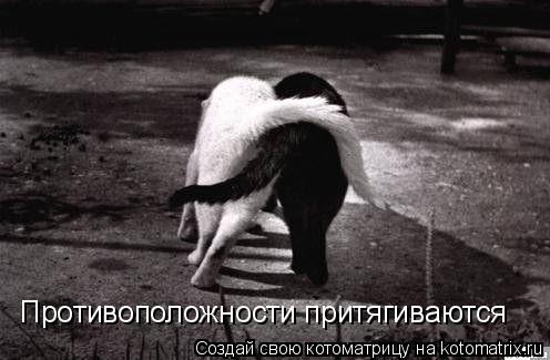 Противоположности притягиваются... Котоматрица: Противоположности притягиваются