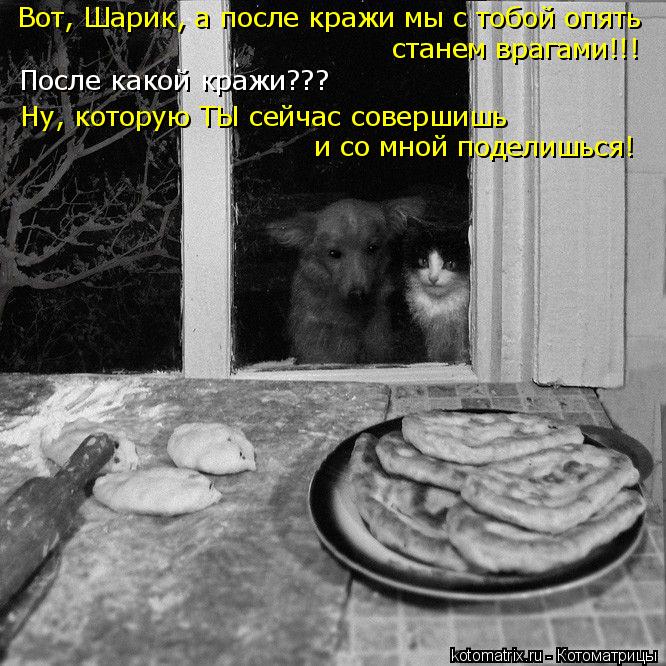 Вот, Шарик, а после кражи мы с тобой опять станем врагами!!! После какой кражи??? Ну, которую ТЫ сейч... Котоматрица: Вот, Шарик, а после кражи мы с тобой опять станем врагами!!! После какой кражи??? Ну, которую ТЫ сейчас совершишь и со мной поделишься!