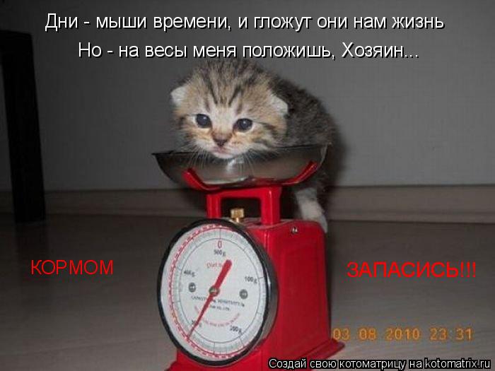 Дни - мыши времени, и гложут они нам жизнь Но - на весы меня положишь, Хозяин... КОРМОМ ЗАПАСИСЬ!!!... Котоматрица: Дни - мыши времени, и гложут они нам жизнь Но - на весы меня положишь, Хозяин... КОРМОМ ЗАПАСИСЬ!!!