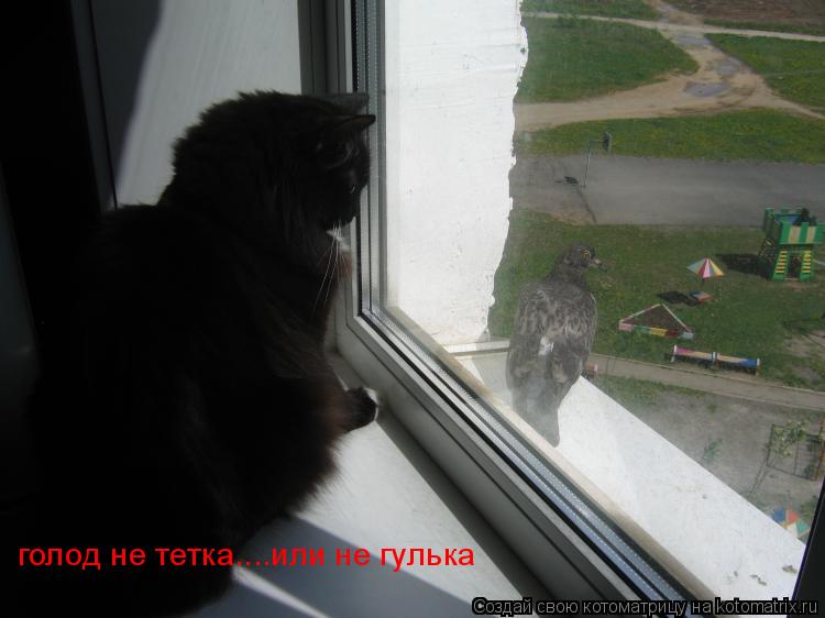 голод не тетка....или не гулька... Котоматрица: голод не тетка....или не гулька