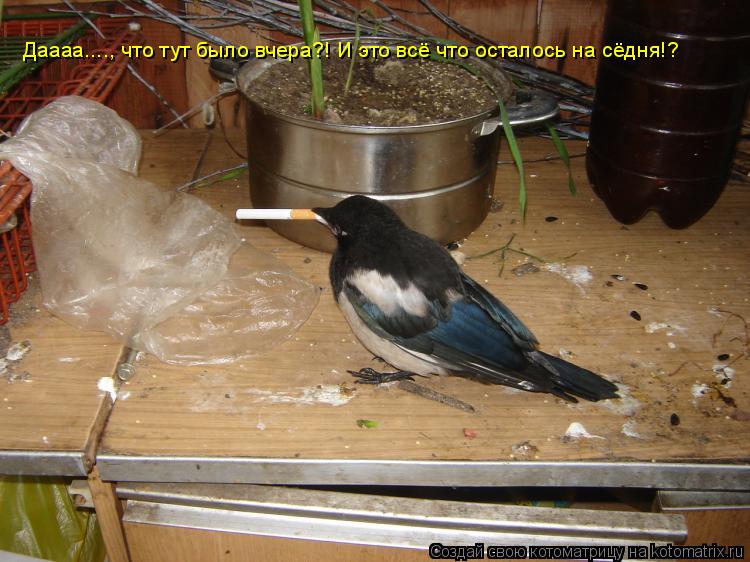 Даааа...., что тут было вчера?! И это всё что осталось на сёдня!?... Котоматрица: Даааа...., что тут было вчера?! И это всё что осталось на сёдня!?