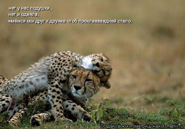 нет у нас подушки,. нет и одеяла, жмёмся мы друг к дружке чтоб прохлааааадней стало.... Котоматрица: нет у нас подушки,. нет и одеяла, жмёмся мы друг к дружке чтоб прохлааааадней стало.