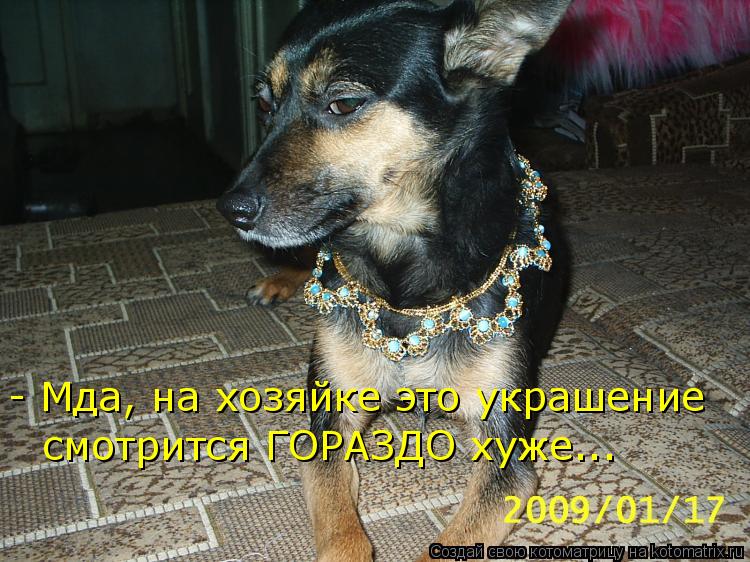 Котоматрица: смотрится ГОРАЗДО хуже... - Мда, на хозяйке это украшение