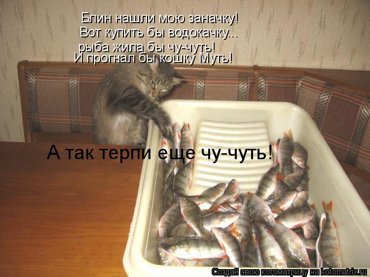 Котоматрица: Блин нашли мою заначку! Вот купить бы водокачку... рыба жила бы чу-чуть! И прогнал бы кошку Муть! А так терпи еще чу-чуть!