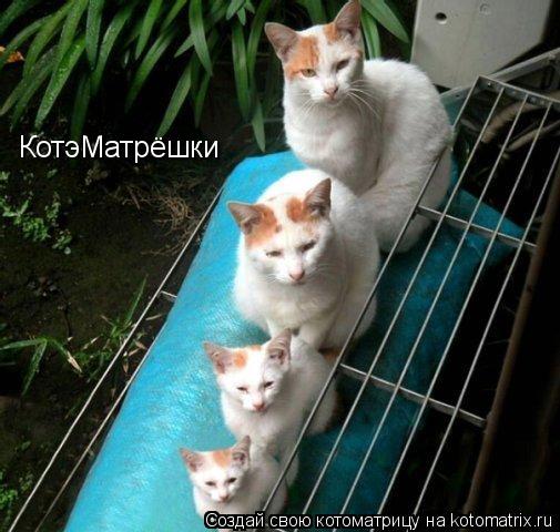 Котоматрица: КотэМатрёшки