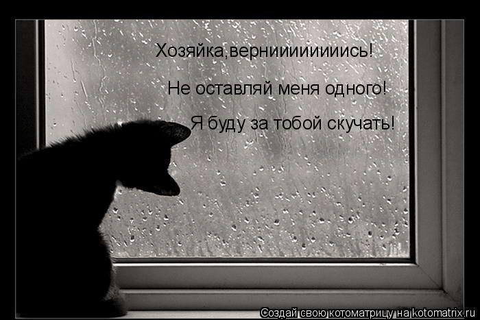 Котоматрица: Хозяйка,верниииииииись! Не оставляй меня одного! Я буду за тобой скучать!