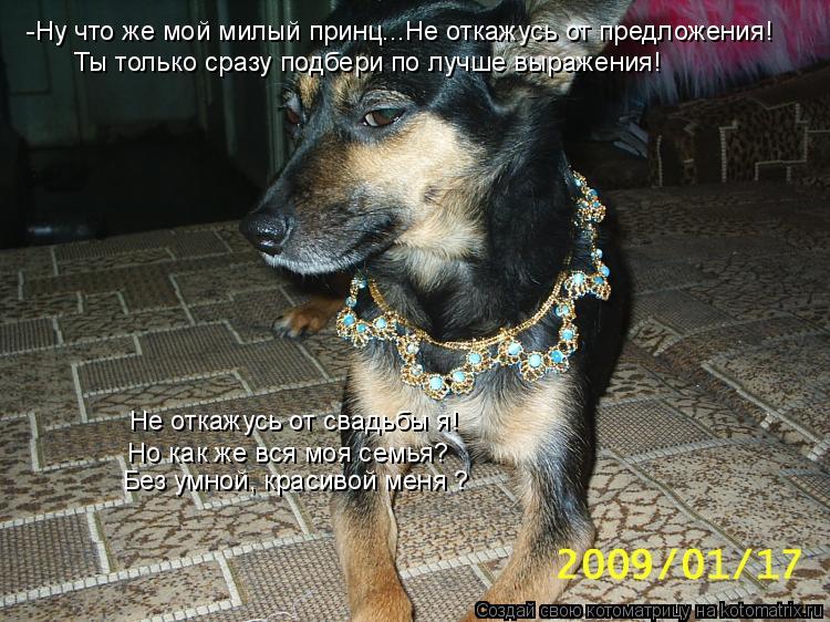 Котоматрица: -Ну что же мой милый принц...Не откажусь от предложения! Ты только сразу подбери по лучше выражения! Не откажусь от свадьбы я! Но как же вся мо
