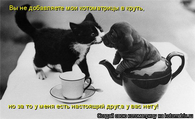 Котоматрица: Вы не добавляете мои котоматрицы в круть, но за то у меня есть настоящий друг,а у вас нету!