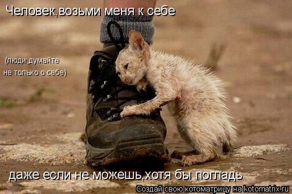 Котоматрица: Человек,возьми меня к себе даже если не можешь,хотя бы погладь (люди,думайте не только о себе)
