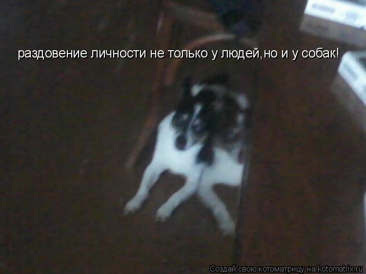Котоматрица: раздовение личности не только у людей,но и у собак!