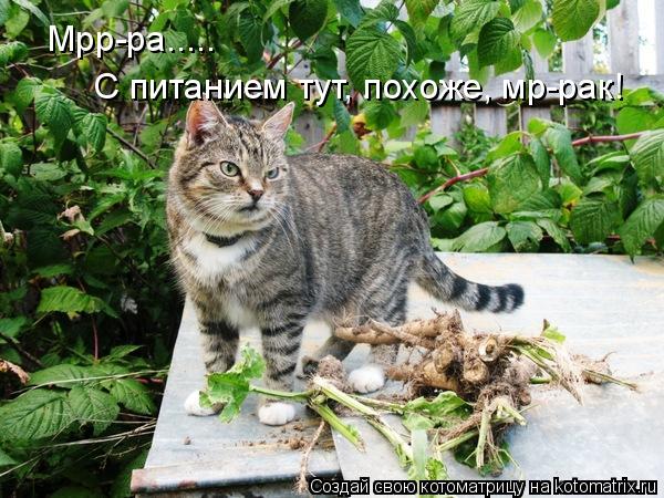 Котоматрица: Мрр-ра..... С питанием тут, похоже, мр-рак!