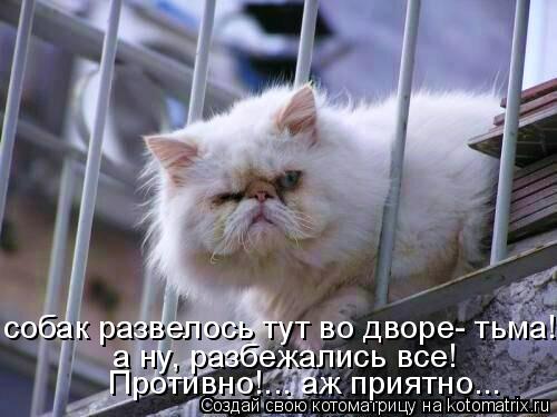 Котоматрица: собак развелось тут во дворе- тьма! а ну, разбежались все!  Противно!... аж приятно... а ну, разбежались все!   Противно!... аж приятно...