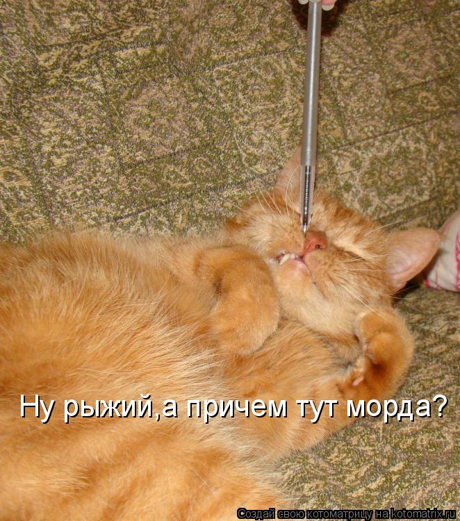 Ну рыжий,а причем тут морда?... Котоматрица: Ну рыжий,а причем тут морда?