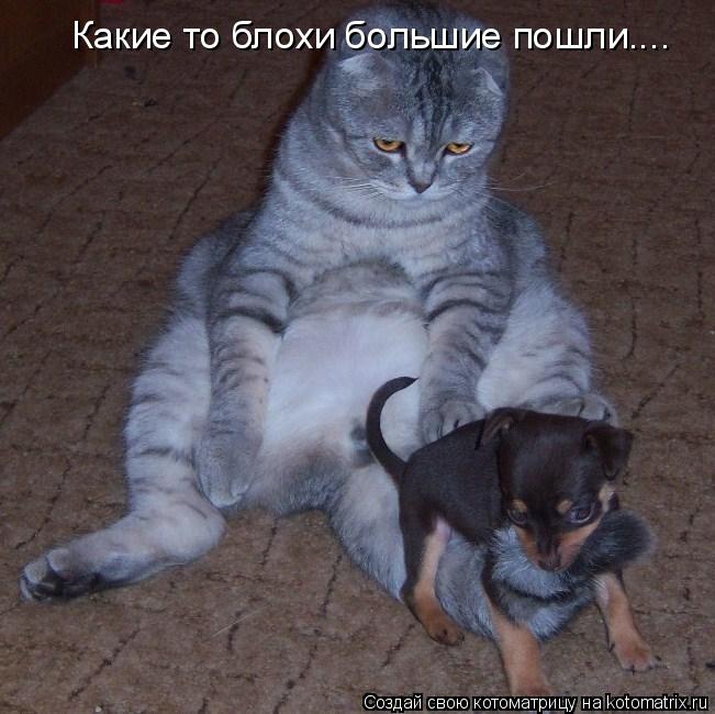 Какие то блохи большие пошли....... Котоматрица: Какие то блохи большие пошли....