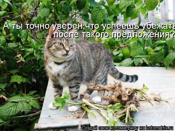 А ты точно уверен,что успеешь убежать после такого предложения?... Котоматрица: А ты точно уверен,что успеешь убежать после такого предложения?