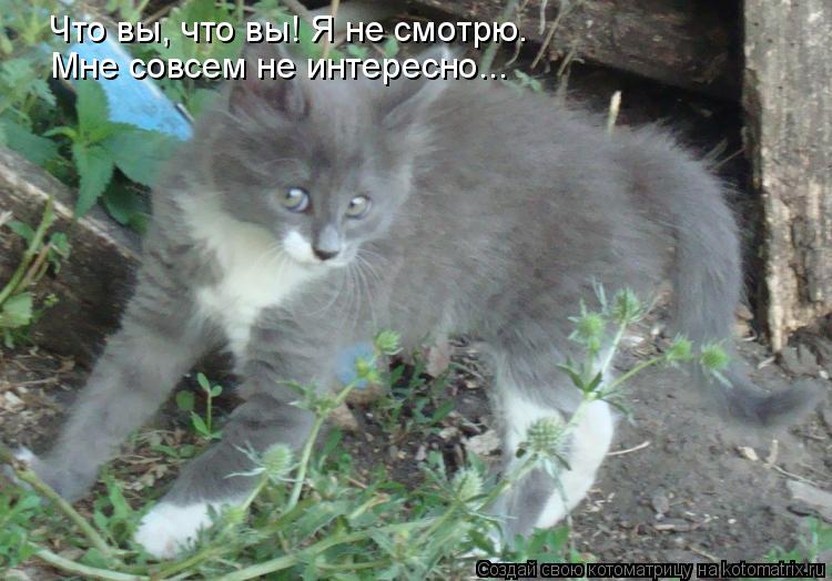 Что вы, что вы! Я не смотрю. Мне совсем не интересно...... Котоматрица: Что вы, что вы! Я не смотрю. Мне совсем не интересно...