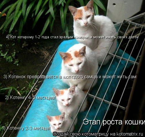 Этап роста кошки 1).Котенку 2-3 месяца! 2).Котенку 4-5 месяцев! 3).Котенок превращается в молодого са... Котоматрица: Этап роста кошки 1).Котенку 2-3 месяца! 2).Котенку 4-5 месяцев! 3).Котенок превращается в молодого самца и может жить сам 4).Кот которому 1-2 года ста