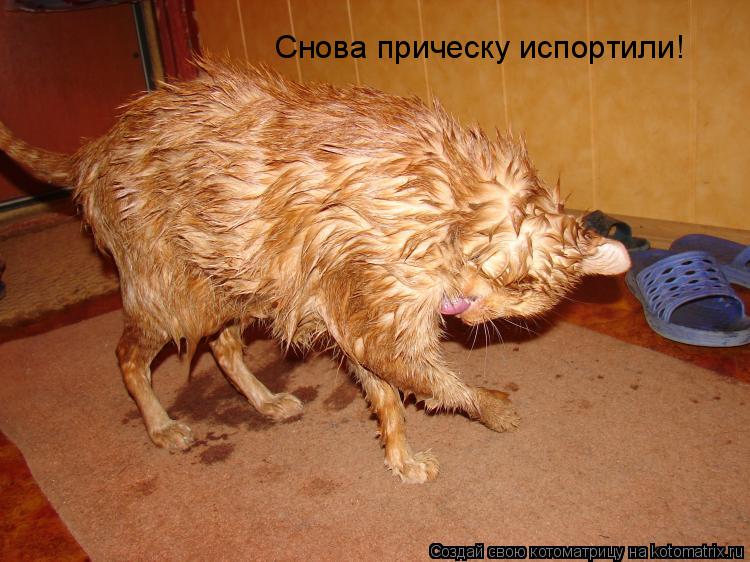 Снова прическу испортили!... Котоматрица: Снова прическу испортили!