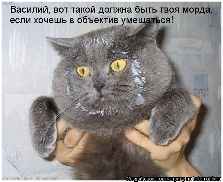 Котоматрица: Василий, вот такой должна быть твоя морда, если хочешь в объектив умещаться!