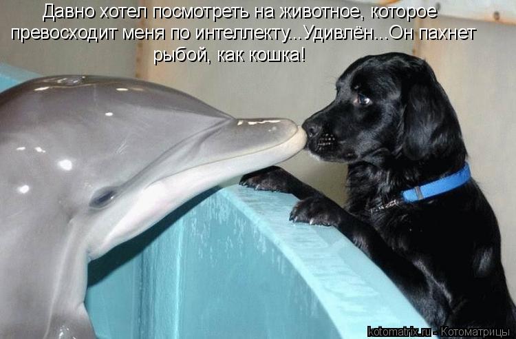 Давно хотел посмотреть на животное, которое превосходит меня по интеллекту...Удивлён...Он пахнет рыб... Котоматрица: Давно хотел посмотреть на животное, которое превосходит меня по интеллекту...Удивлён...Он пахнет рыбой, как кошка!