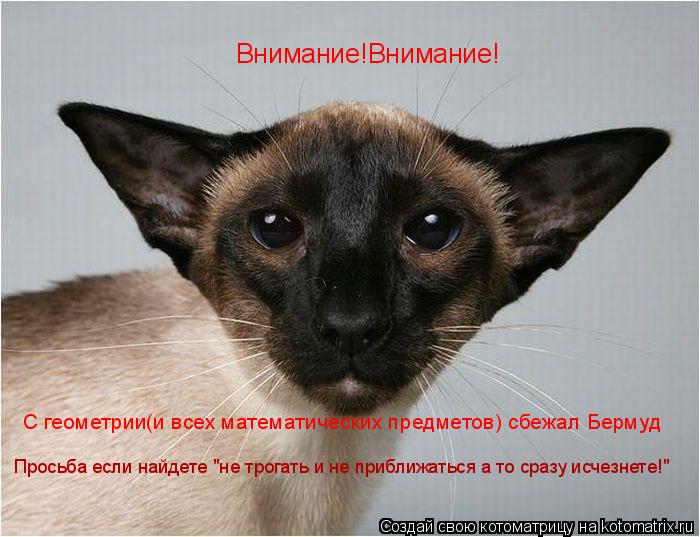 Внимание!Внимание! С геометрии(и всех математических предметов) сбежал Бермуд Просьба если найдете "... Котоматрица: Внимание!Внимание! С геометрии(и всех математических предметов) сбежал Бермуд Просьба если найдете "не трогать и не приближаться а то сраз