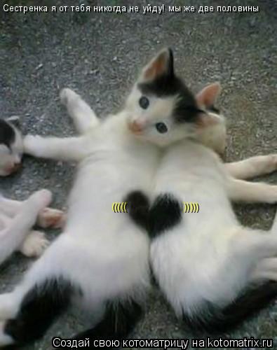 Сестренка я от тебя никогда не уйду! мы же две половины ((((( )))))... Котоматрица: Сестренка я от тебя никогда не уйду! мы же две половины ((((( )))))