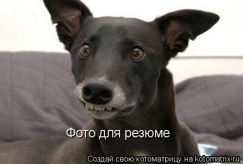 Котоматрица: Фото для резюме