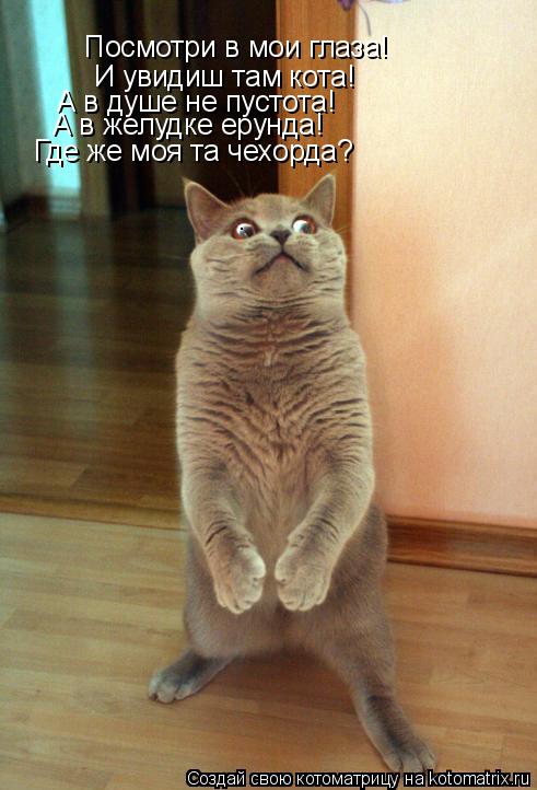 Котоматрица: Посмотри в мои глаза! И увидиш там кота! А в душе не пустота! А в желудке ерунда! Где же моя та чехорда?