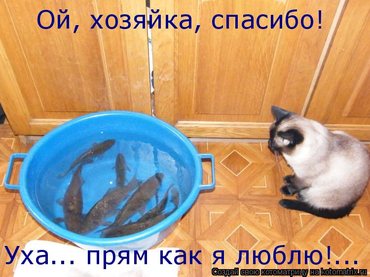 Котоматрица: Ой, хозяйка, спасибо! Уха... прям как я люблю!...