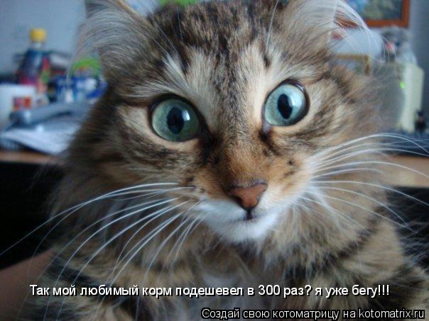 Котоматрица: Так мой любимый корм подешевел в 300 раз? я уже бегу!!!