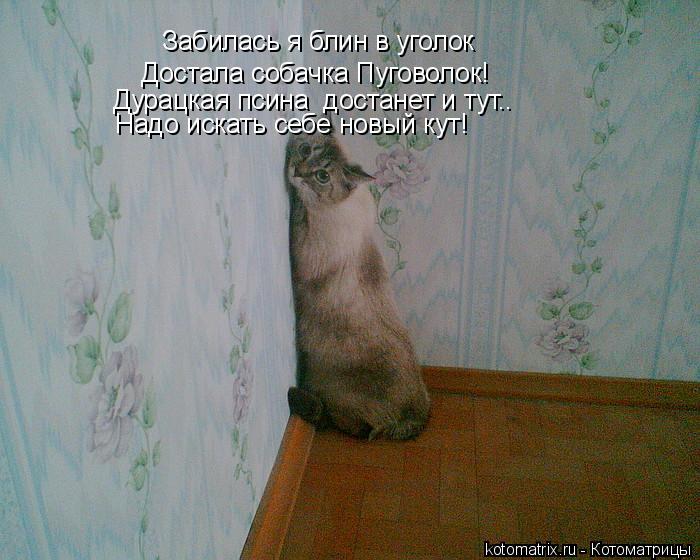 Котоматрица: Забилась я блин в уголок  Достала собачка Пуговолок! Дурацкая псина  достанет и тут.. Надо искать себе новый кут!