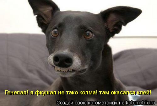 Котоматрица: Генелал! я фкушал не тако колма! там окасался клей! Генелал! я фкушал не тако колма! там окасался клей!