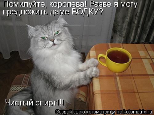 Котоматрица: Помилуйте, королева! Разве я могу предложить даме ВОДКУ? Чистый спирт!!!