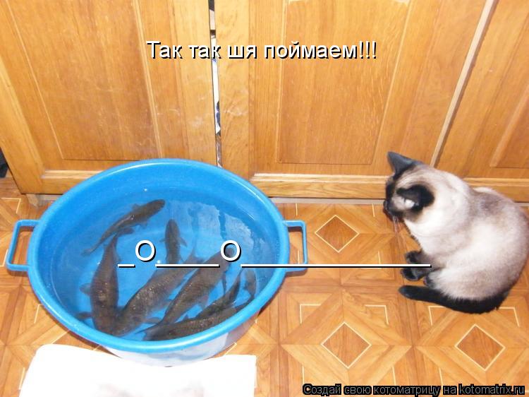 Котоматрица: Так так шя поймаем!!! _O____O____________