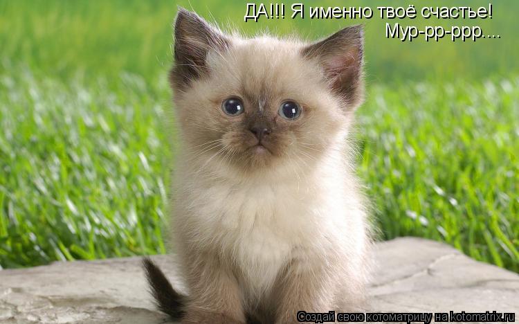 Котоматрица: ДА!!! Я именно твоё счастье!  Мур-рр-ррр....