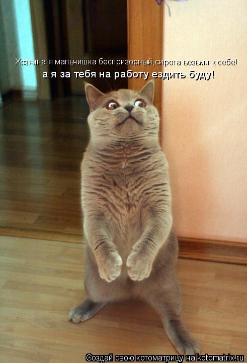 Котоматрица: Хозяина я мальчишка беспризорный,сирота возьми к себе!  а я за тебя на работу ездить буду!