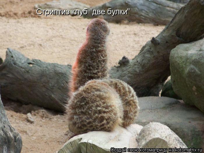 Котоматрица: Стриптиз клуб "две булки"