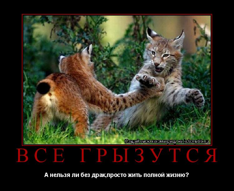 Все грызутся А нельзя ли без драк,просто жить полной жизню?... Котоматрица: Все грызутся А нельзя ли без драк,просто жить полной жизню?