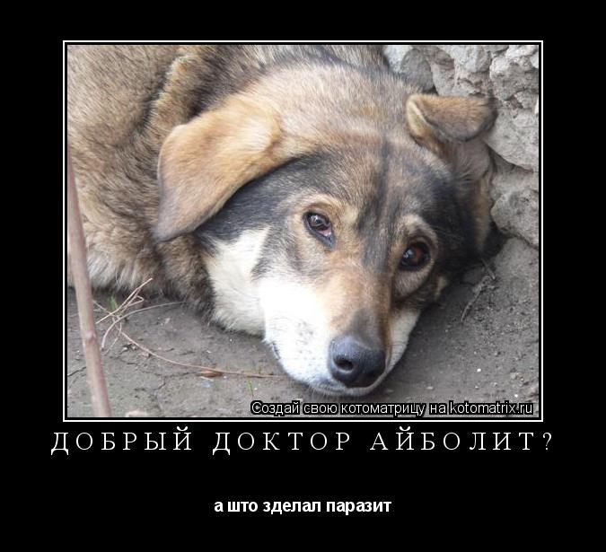добрый доктор айболит? а што зделал паразит... Котоматрица: добрый доктор айболит? а што зделал паразит