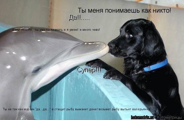 Котоматрица: Ты меня понимаешь как никто! Да!!..... И мы похожи...ты умееш плавать и я умею! и много чево! Супер!!! Ты не так как мурзик "да...да..." и стащит рыбу