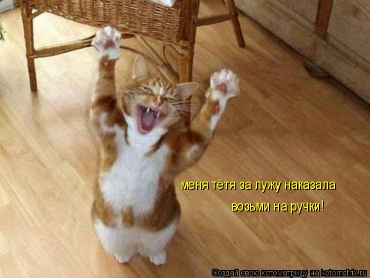 Котоматрица: меня тётя за лужу наказала возьми на ручки!